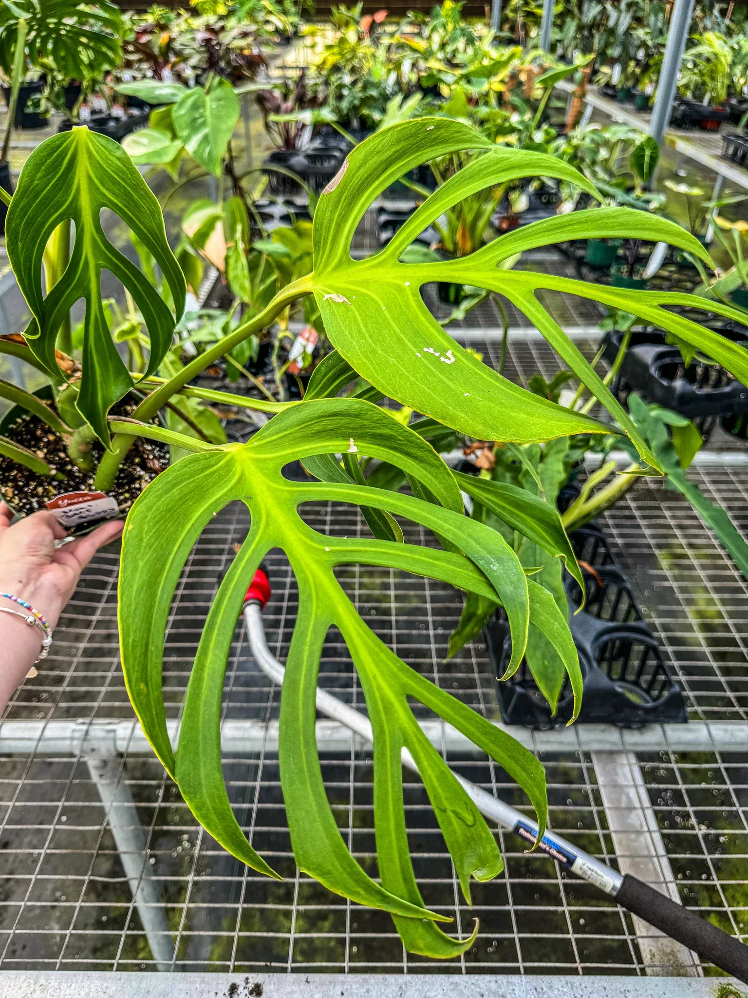 Monstera sp. 'Burle Marx Flame'